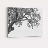 Monochrome Oak Tree Branch Canopy Detailed Nature Drawing Canvas Wall Art Print Decor Picture Ready to Hang