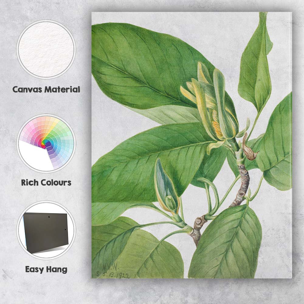Green Magnolia Foliage Botanical Watercolour Plant Study Canvas Wall Art Print Decor Picture Ready to Hang
