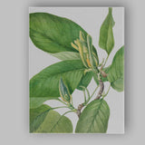 Green Magnolia Foliage Botanical Watercolour Plant Study Canvas Wall Art Print Decor Picture Ready to Hang