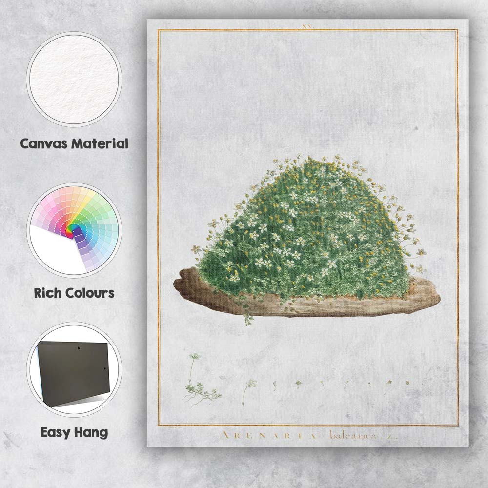 Antique Botanical Arenaria Balearica Wildflower Study Watercolour Illustration Canvas Wall Art Print Decor Picture Ready to Hang
