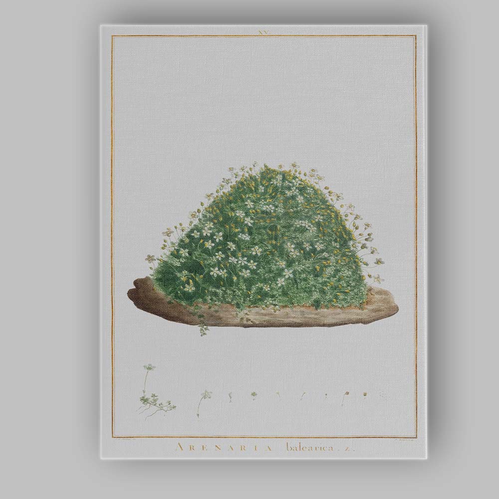 Antique Botanical Arenaria Balearica Wildflower Study Watercolour Illustration Canvas Wall Art Print Decor Picture Ready to Hang