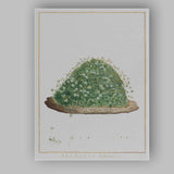 Antique Botanical Arenaria Balearica Wildflower Study Watercolour Illustration Canvas Wall Art Print Decor Picture Ready to Hang