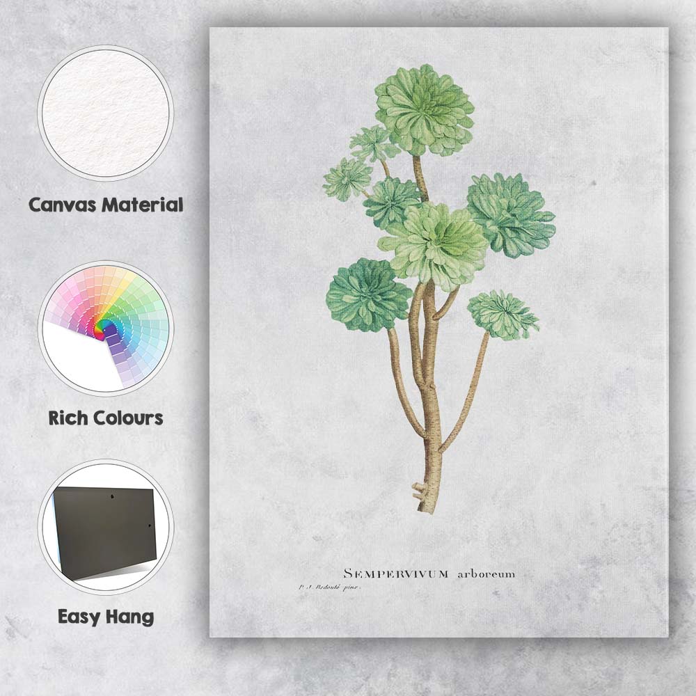 Antique Sempervivum Arboreum Botanical Plant Illustration Canvas Wall Art Print Decor Picture Ready to Hang