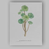 Antique Sempervivum Arboreum Botanical Plant Illustration Canvas Wall Art Print Decor Picture Ready to Hang